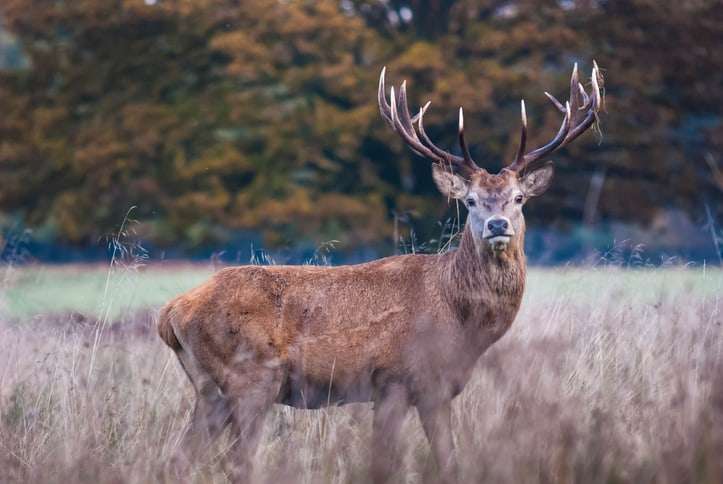 new york archery season