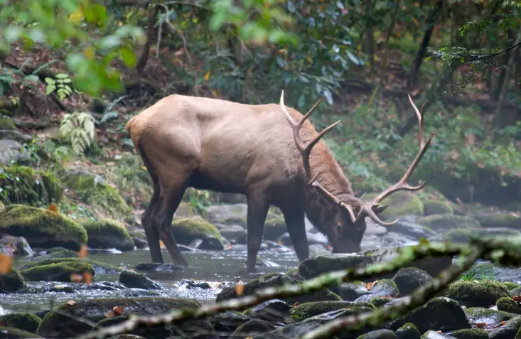 north carolina archery season