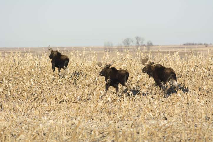 north dakota archery season