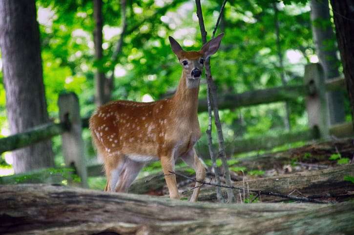 Ohio archery season