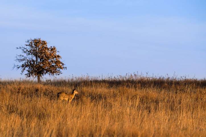 oklahoma archery season