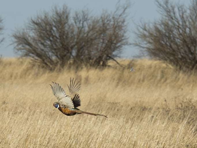 South Dakota archery season