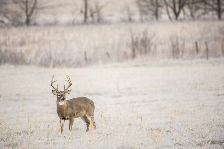 tennessee archery season