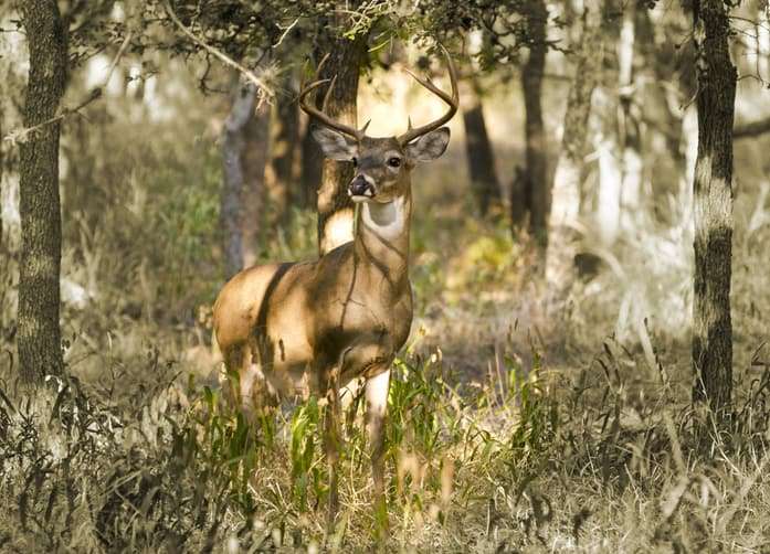 deer in the woods