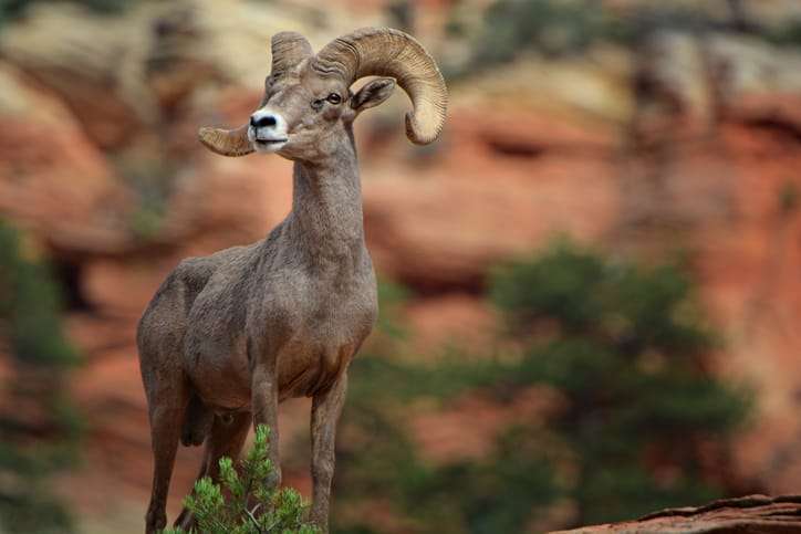 utah archery season