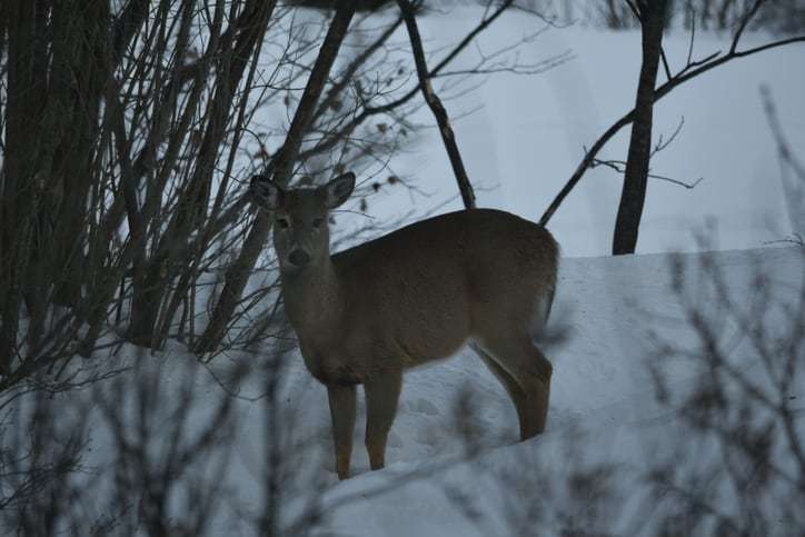 vermont archery season