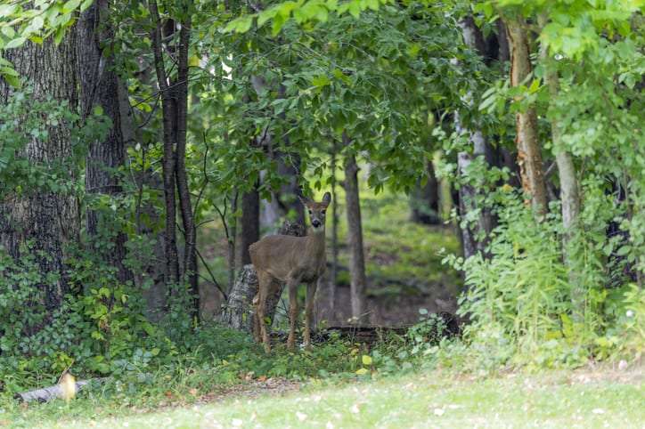 virginia archery season