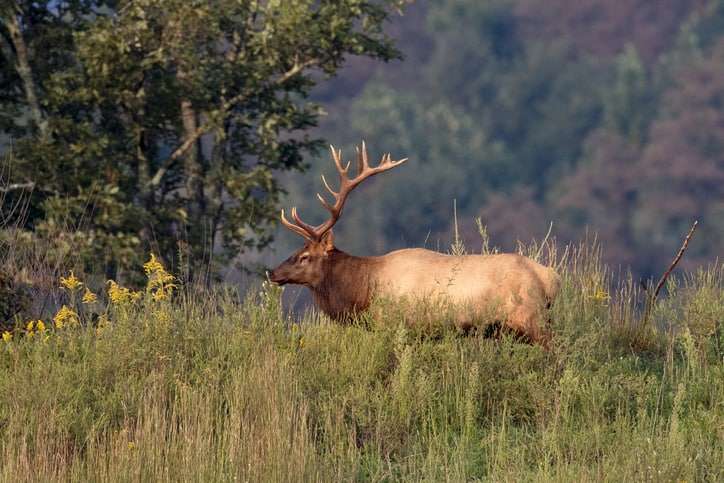 west virginia archery season