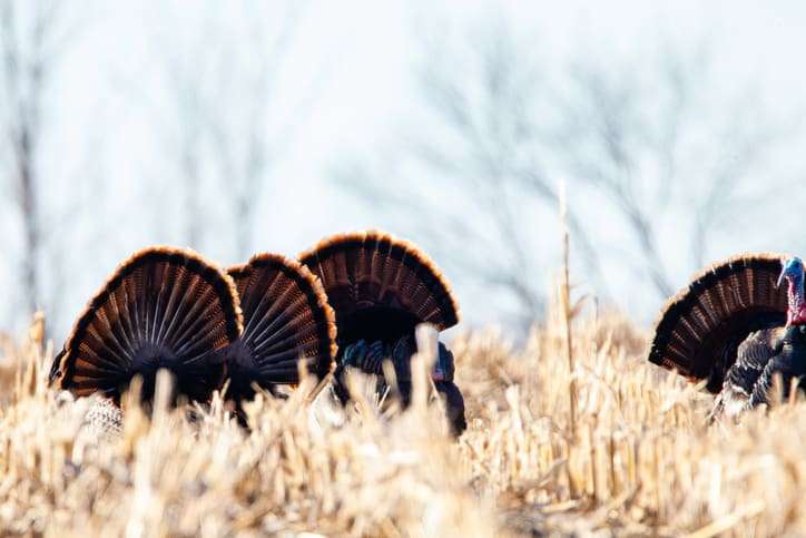 wisconsin archery season