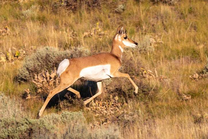 wyoming archery season